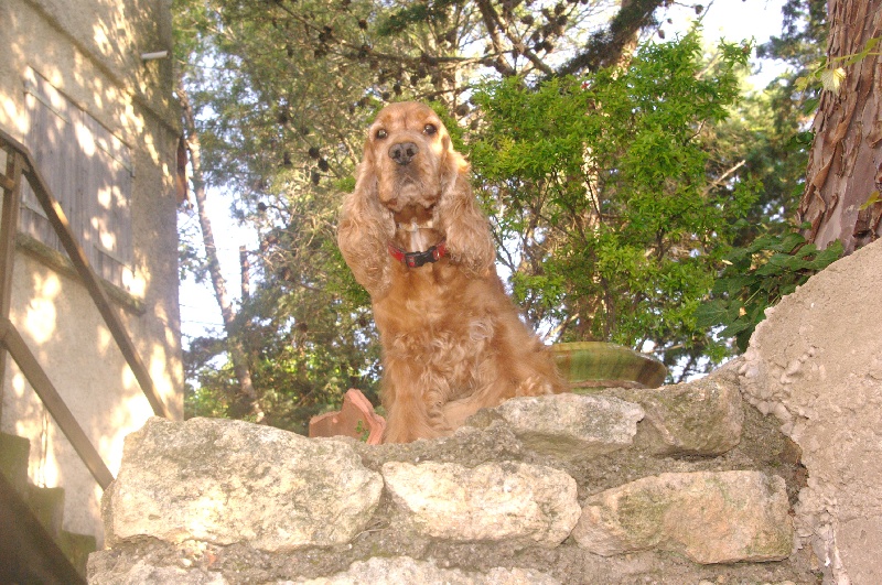 Nelson (Sans Affixe)